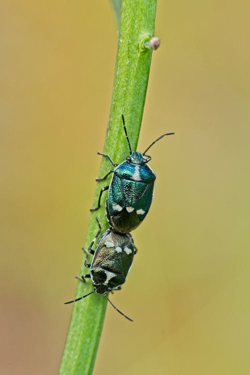 Several beetles on plant leaves.