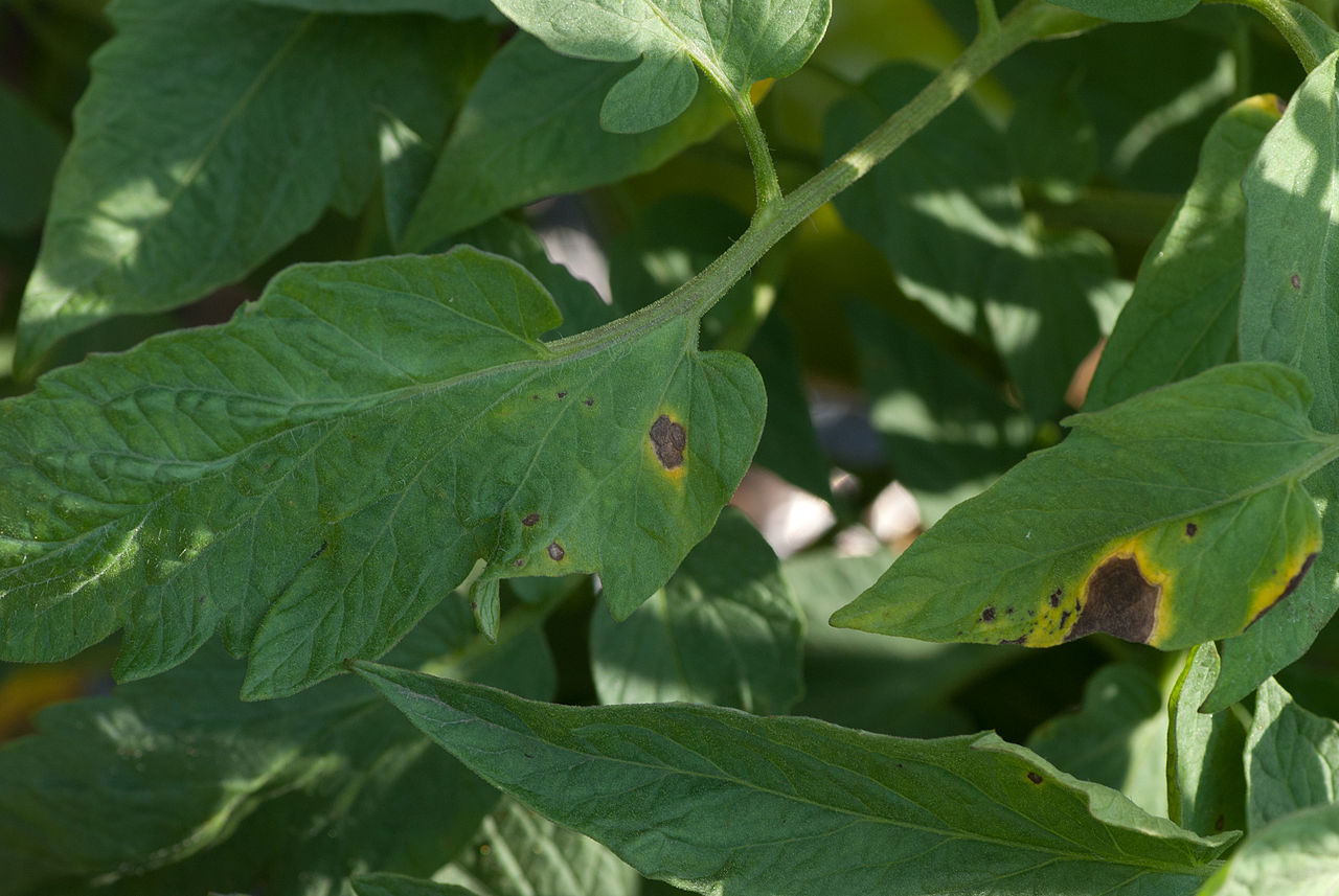 Plant leaves infected with blight, showing brown spots and wilted areas.