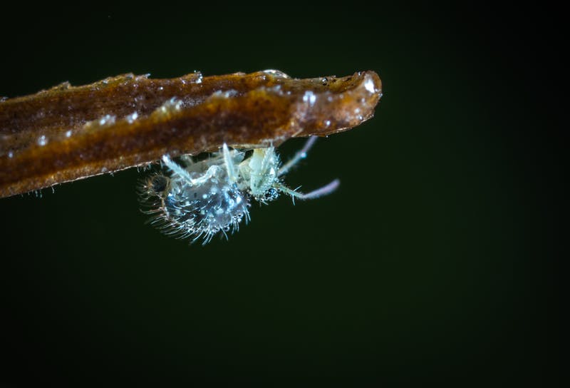 Aphids clustered on a plant stem and leaves.