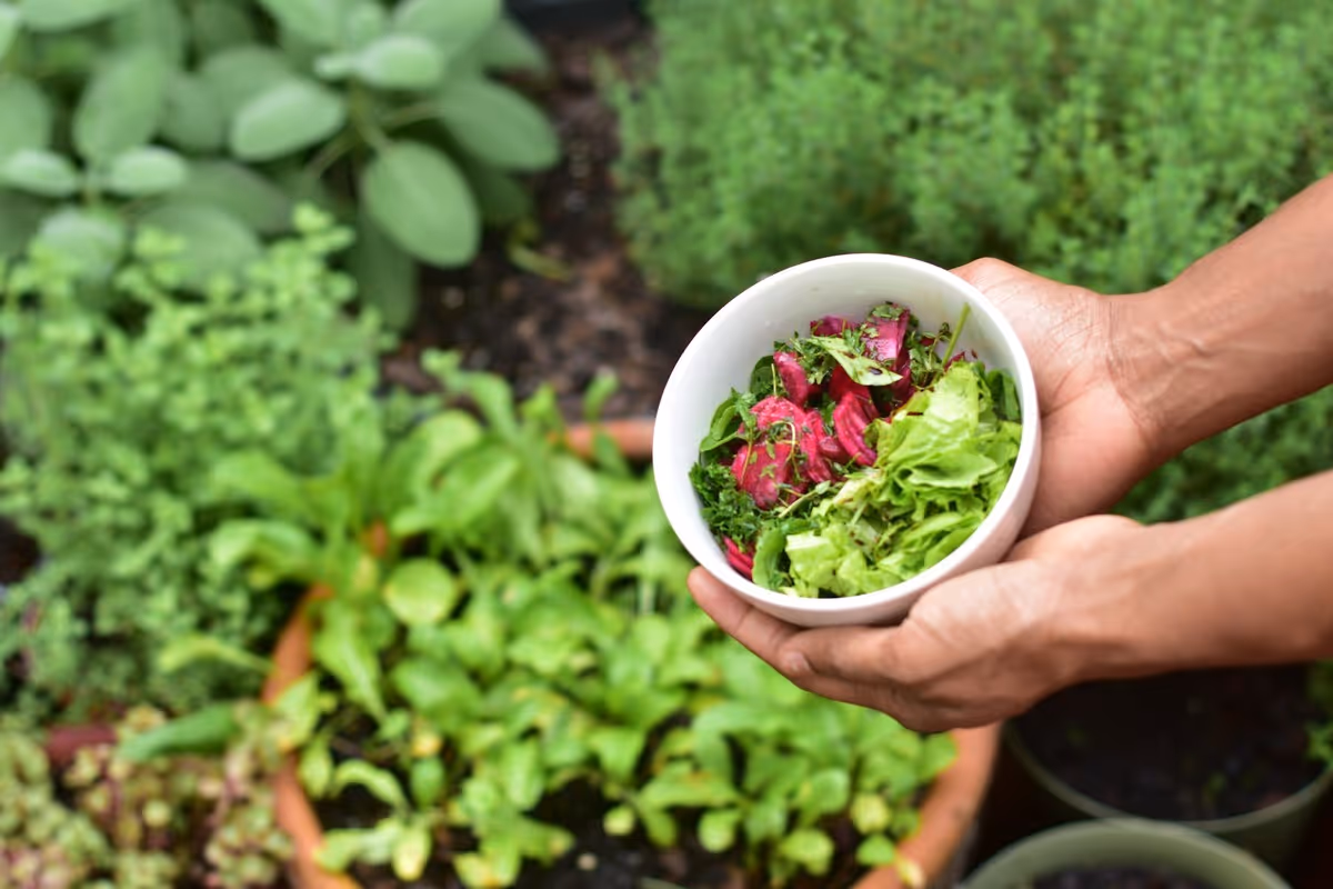 Vegetable plants growing in a food garden.