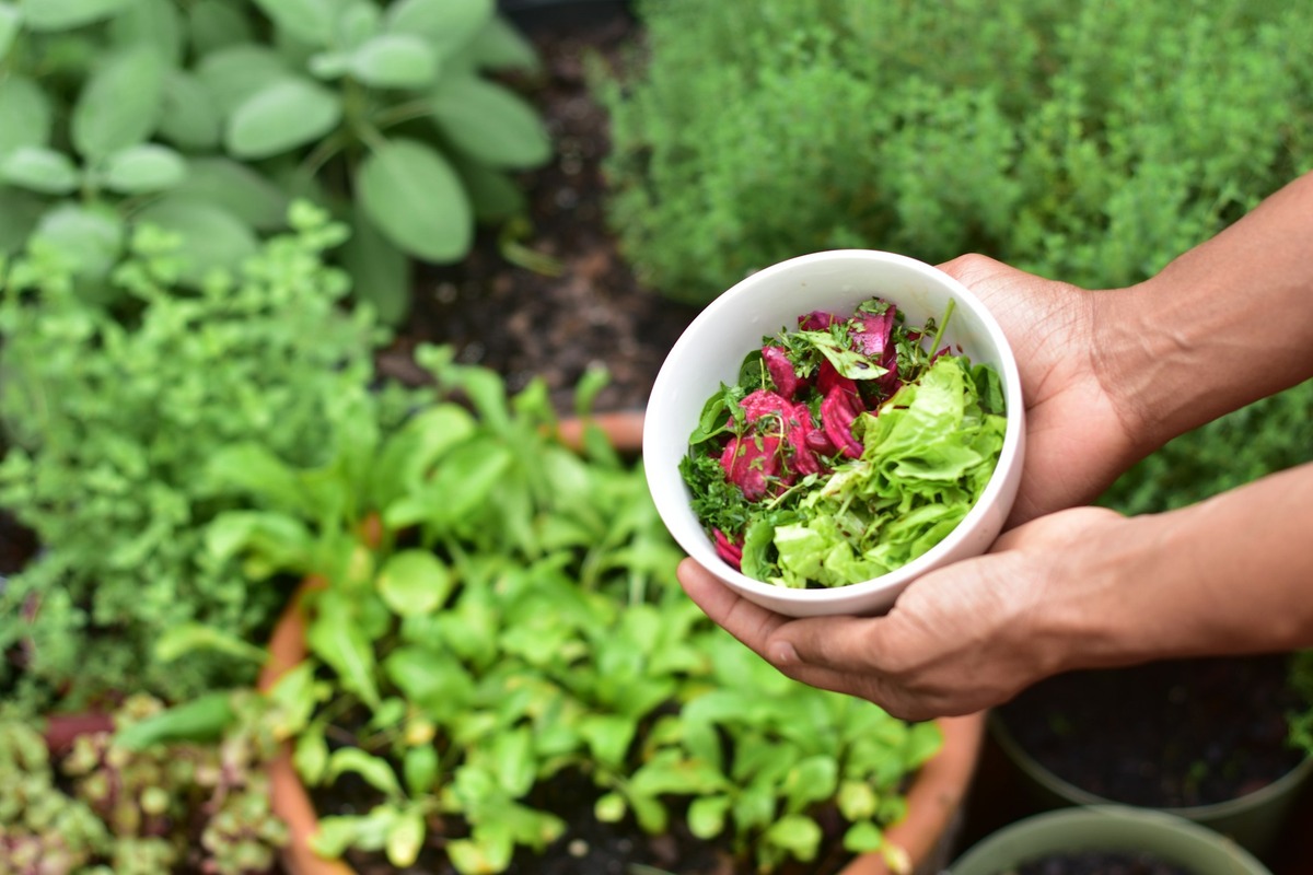 Vegetable plants growing in a food garden.