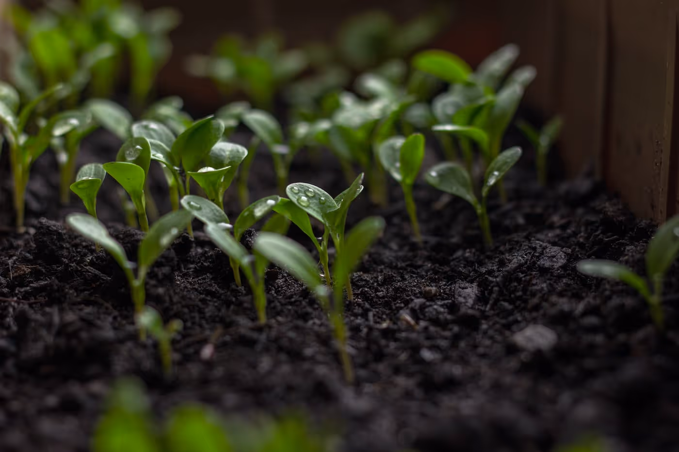 Green nitrogen-fixing plants growing in garden soil.