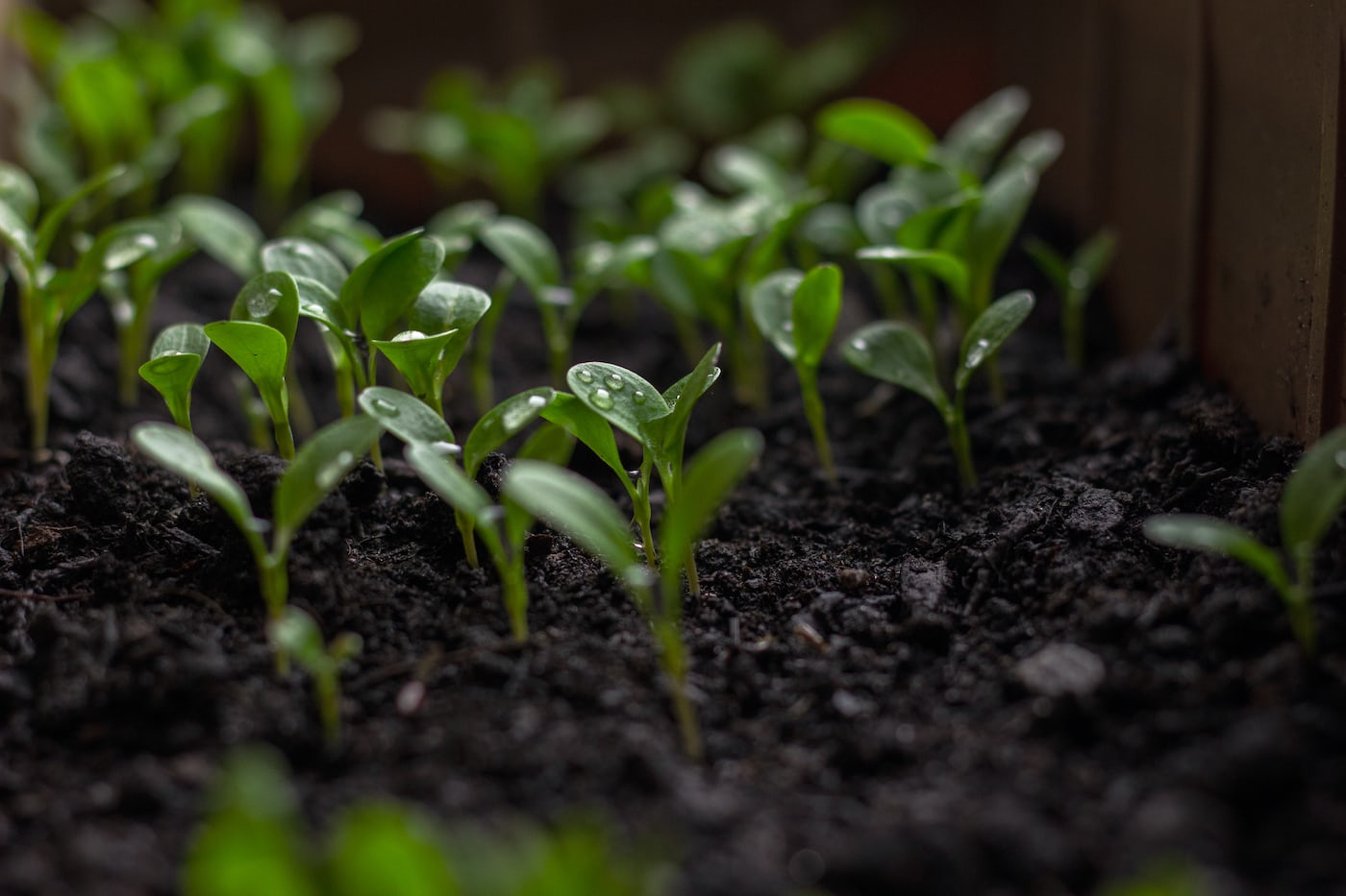 Green nitrogen-fixing plants growing in garden soil.
