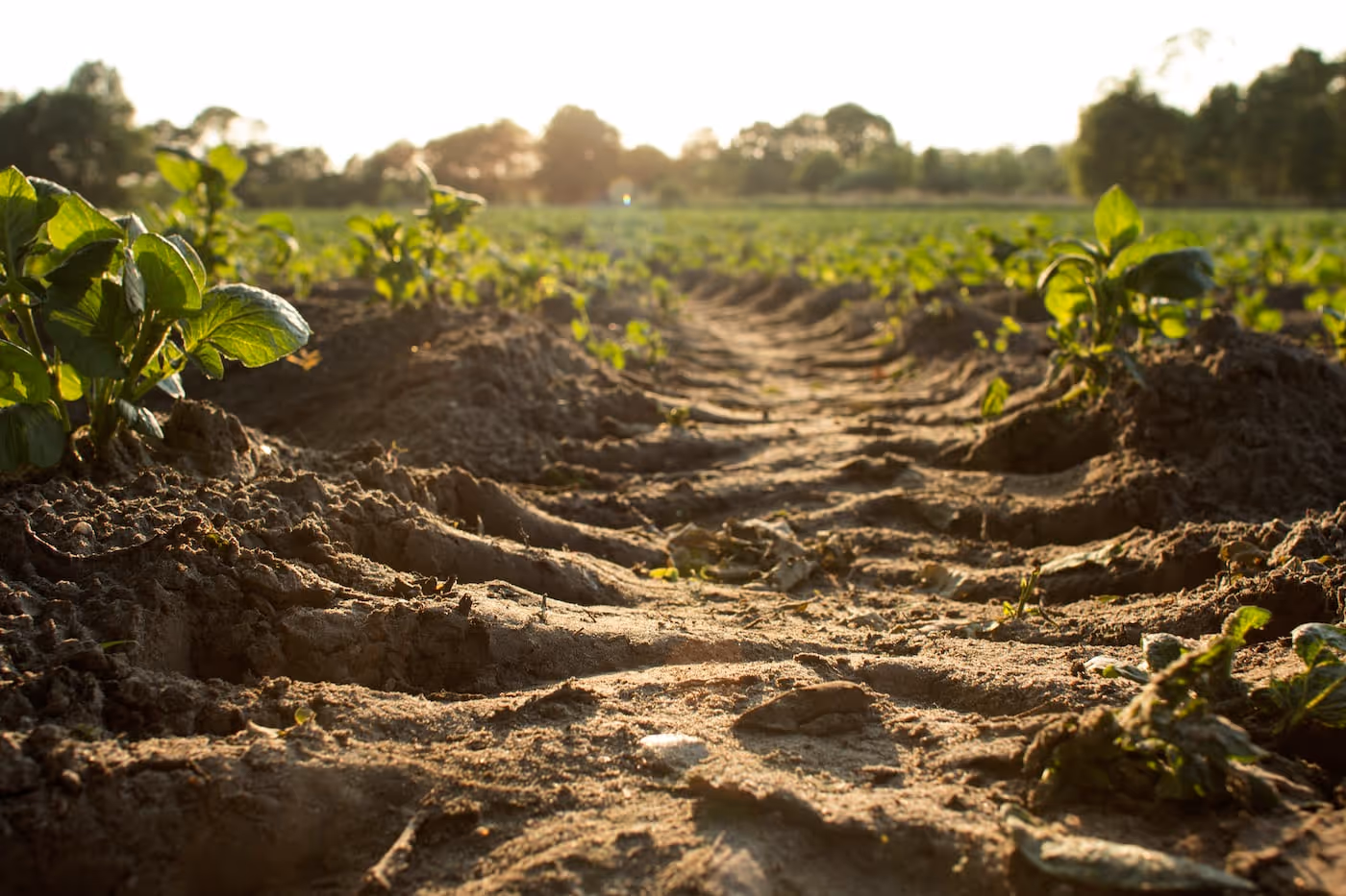 Person purchasing farmland, exchanging documents or keys.