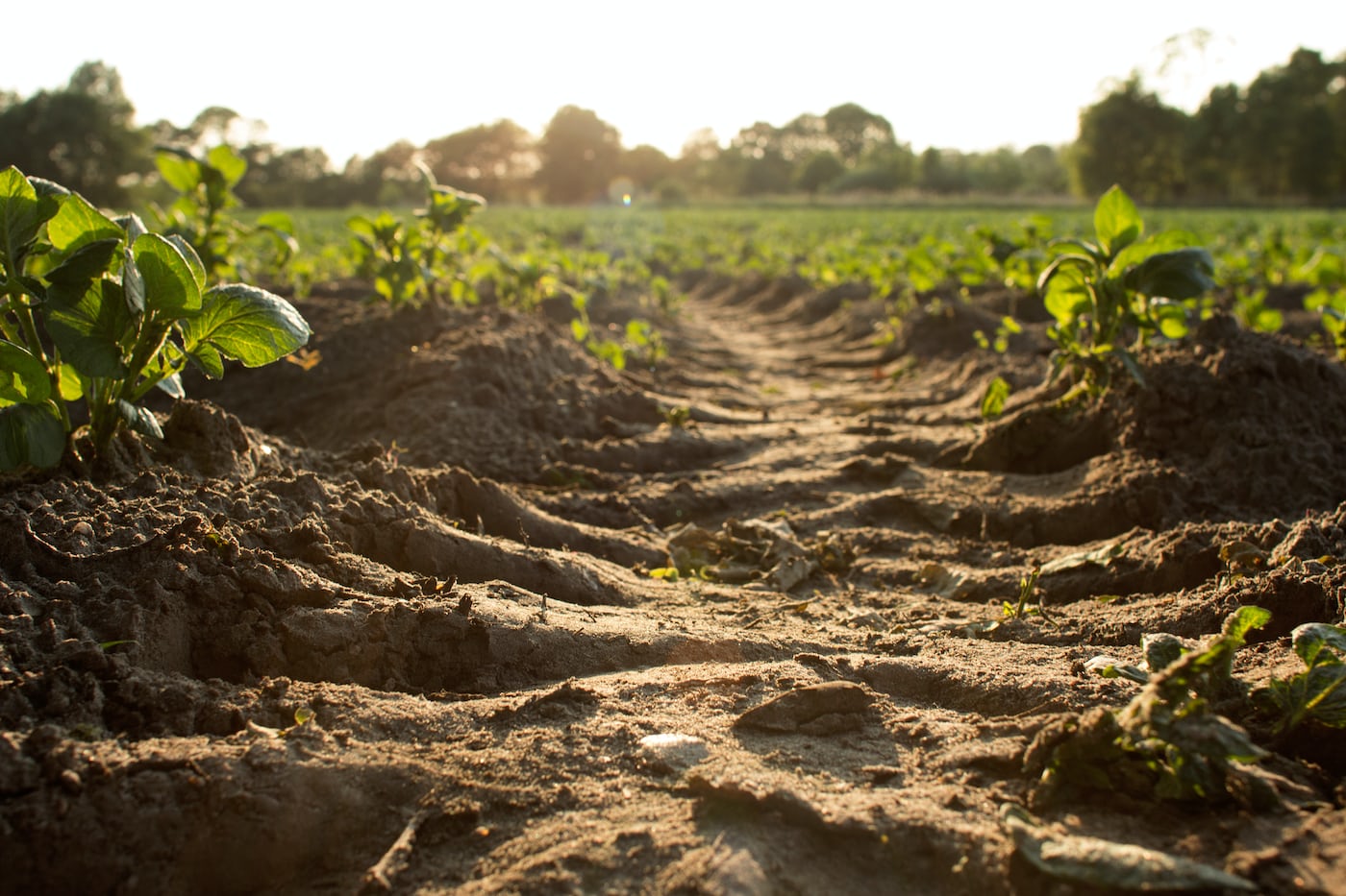 Person purchasing farmland, exchanging documents or keys.