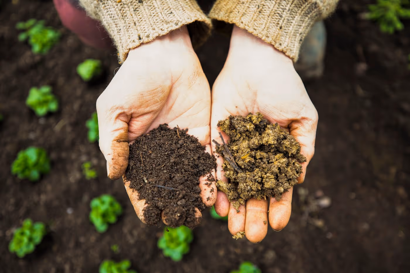 Hands tending plants in healthy garden soil.