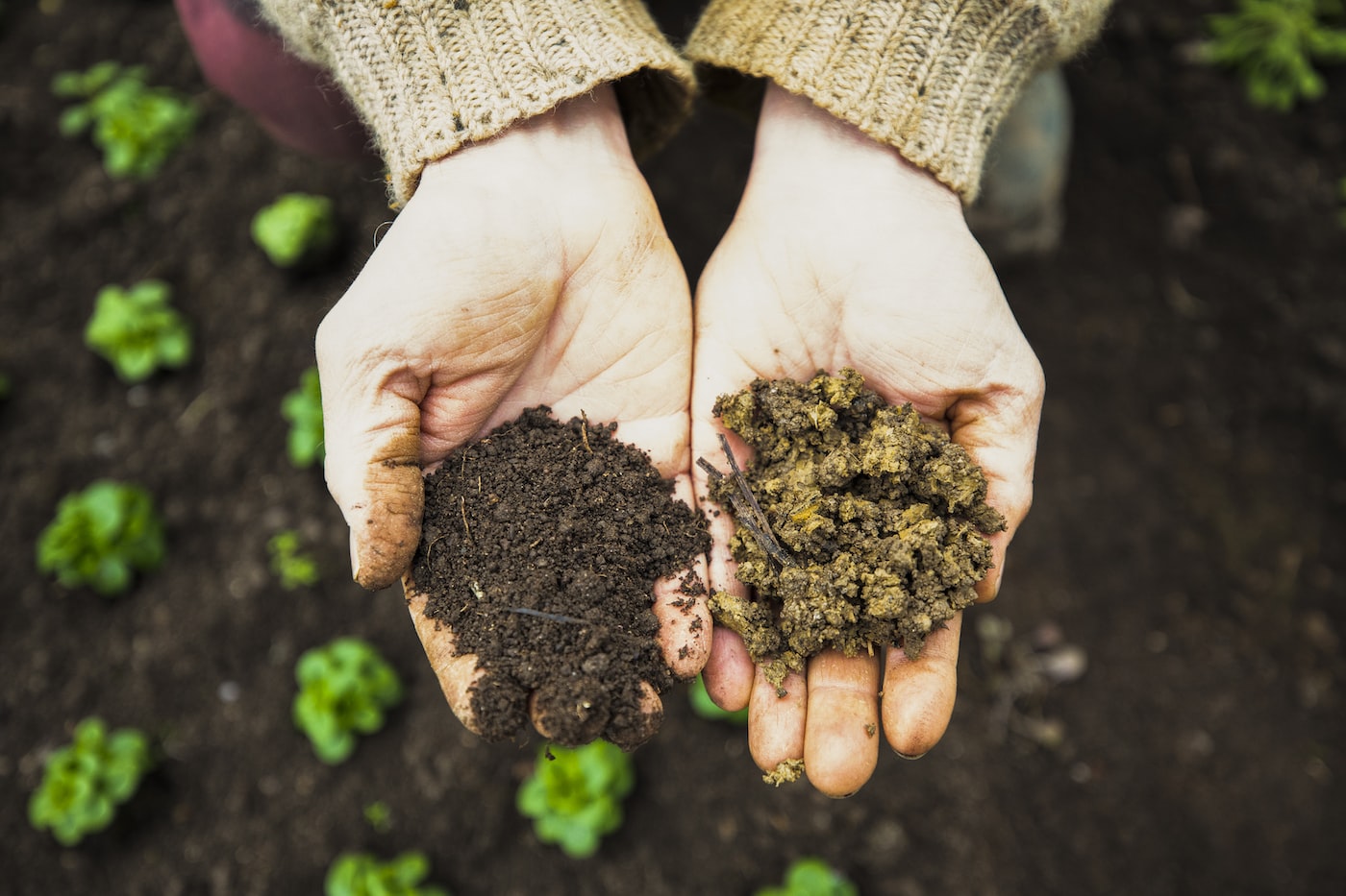 Hands tending plants in healthy garden soil.