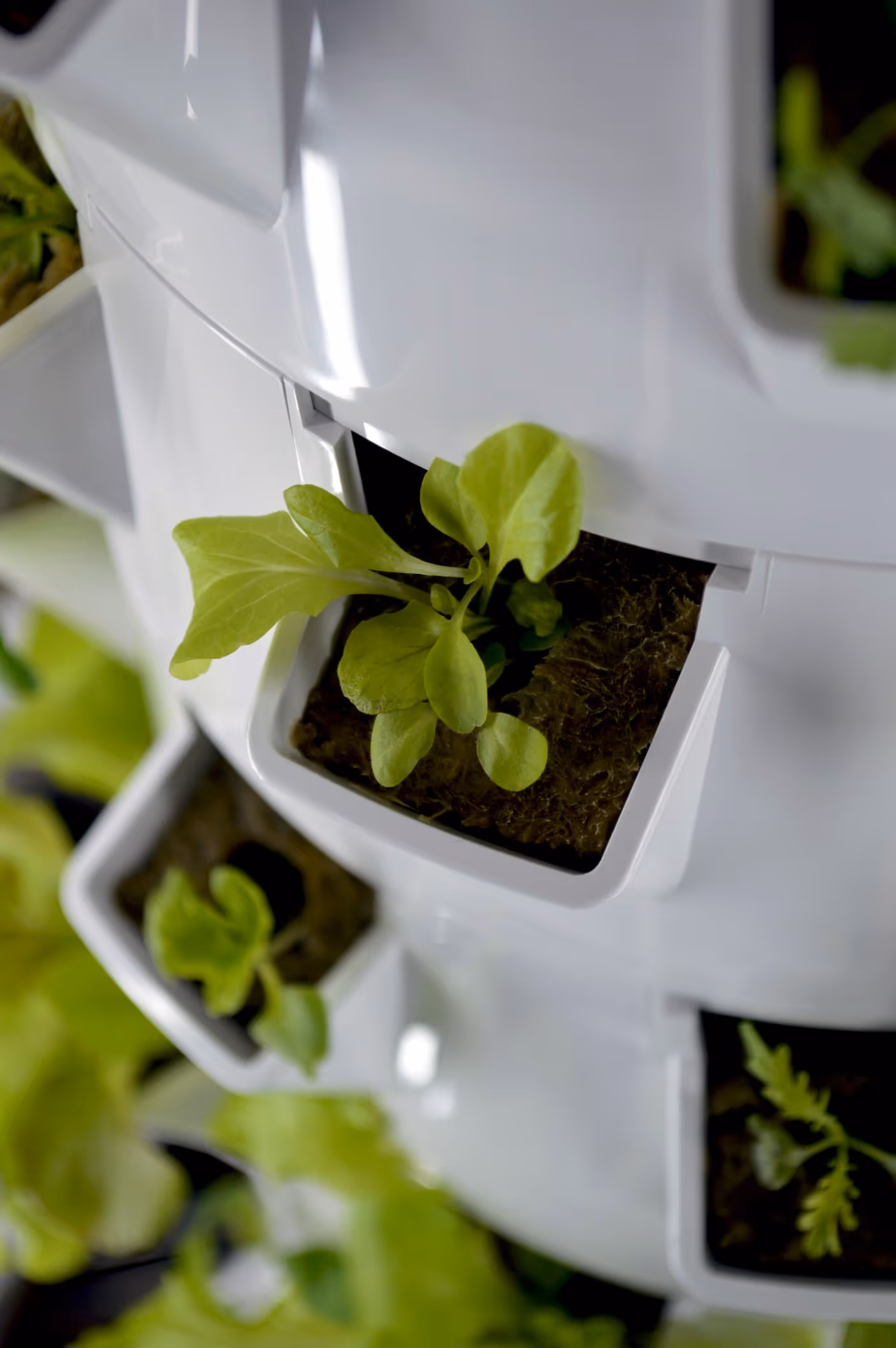 Plants growing with roots suspended in air, misted with nutrient solution.