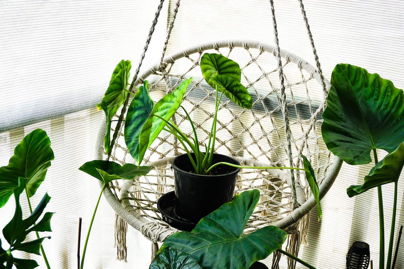 Collection of rare indoor houseplants.