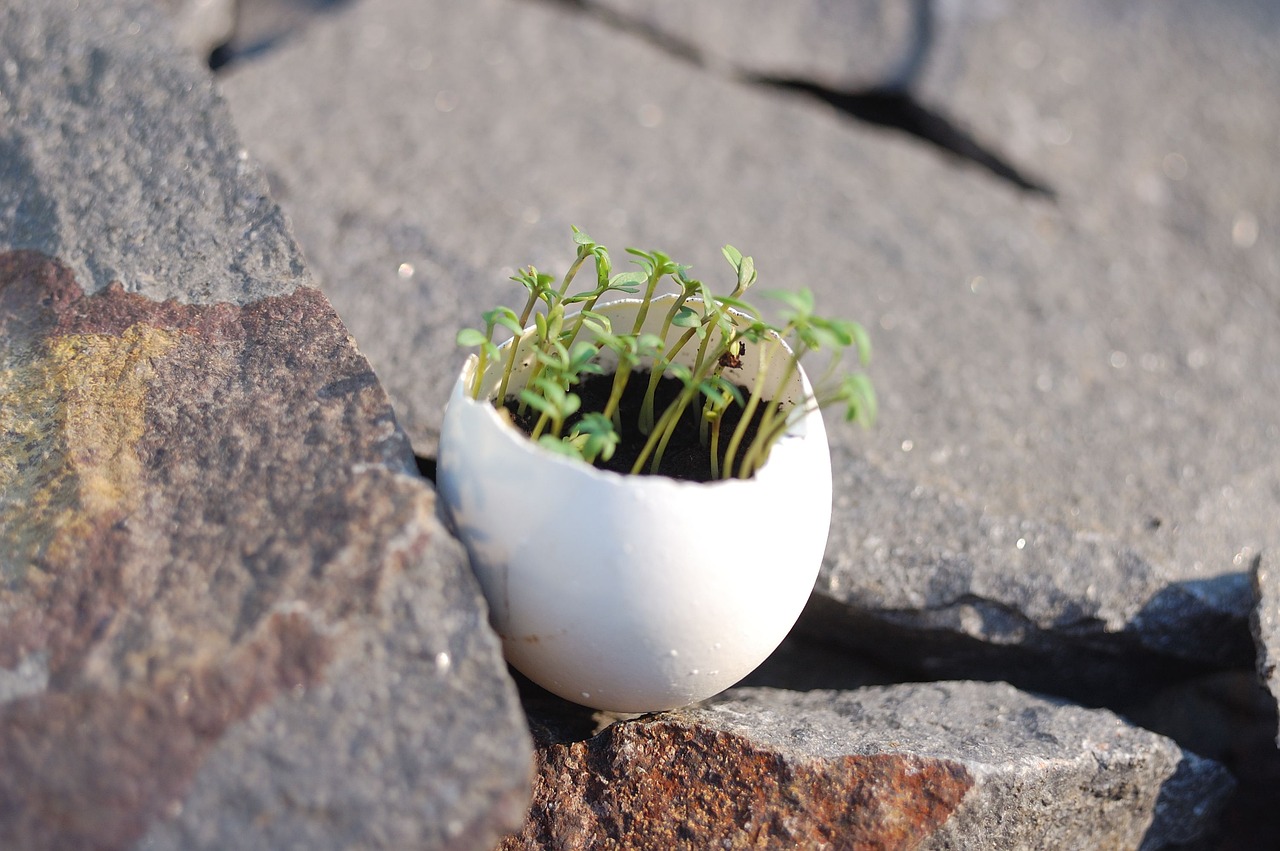 Crushed eggshells scattered on soil.