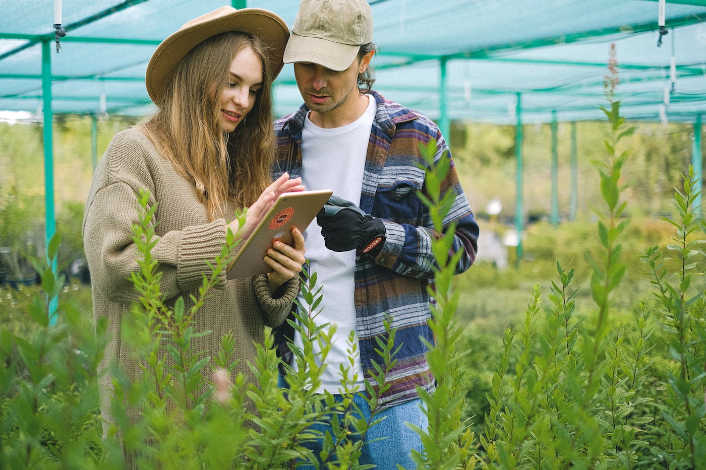 Person using a gardening app on smartphone near vegetable plants.