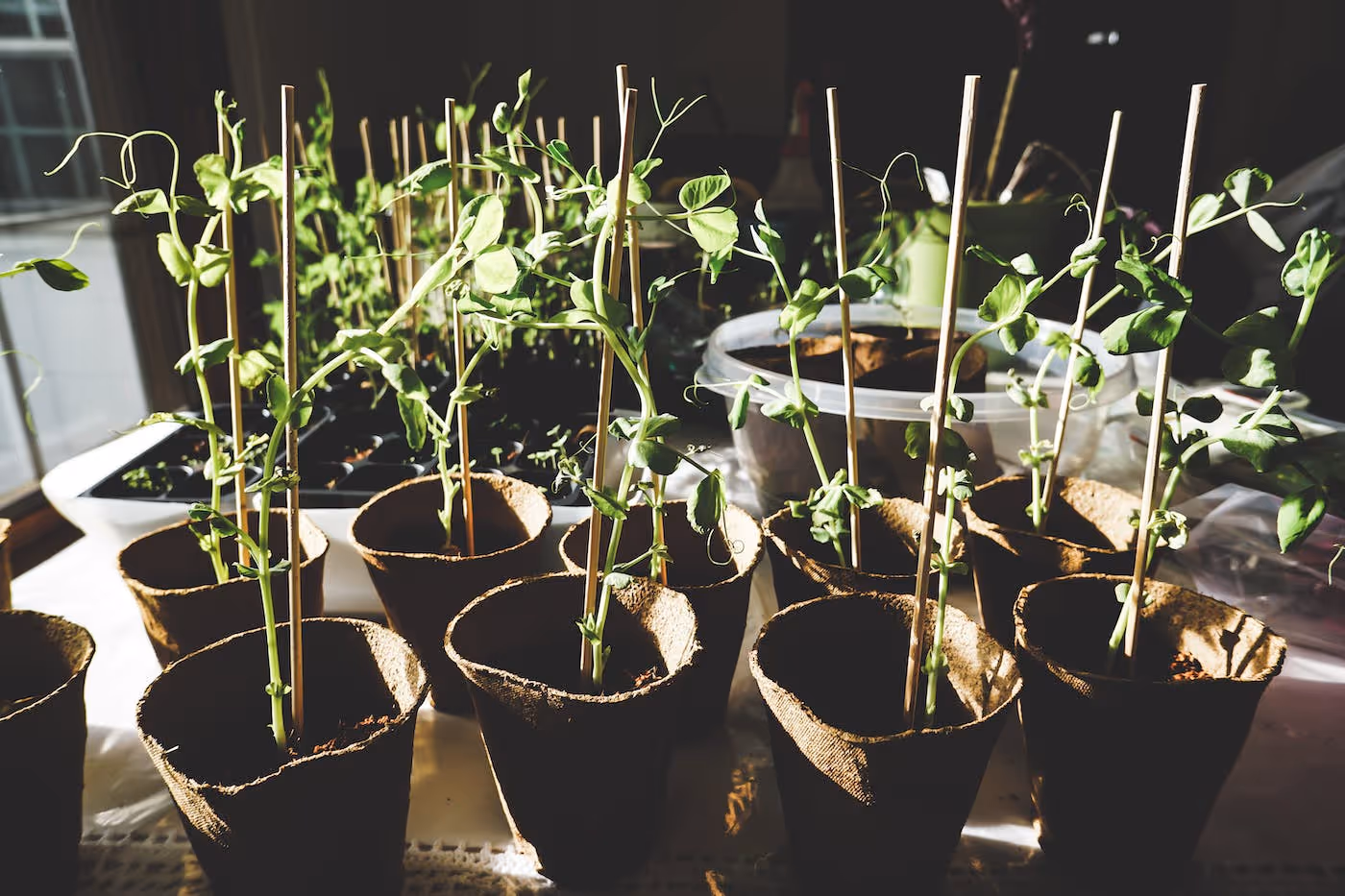 Indoor vegetable plants growing indoors under artificial lighting.