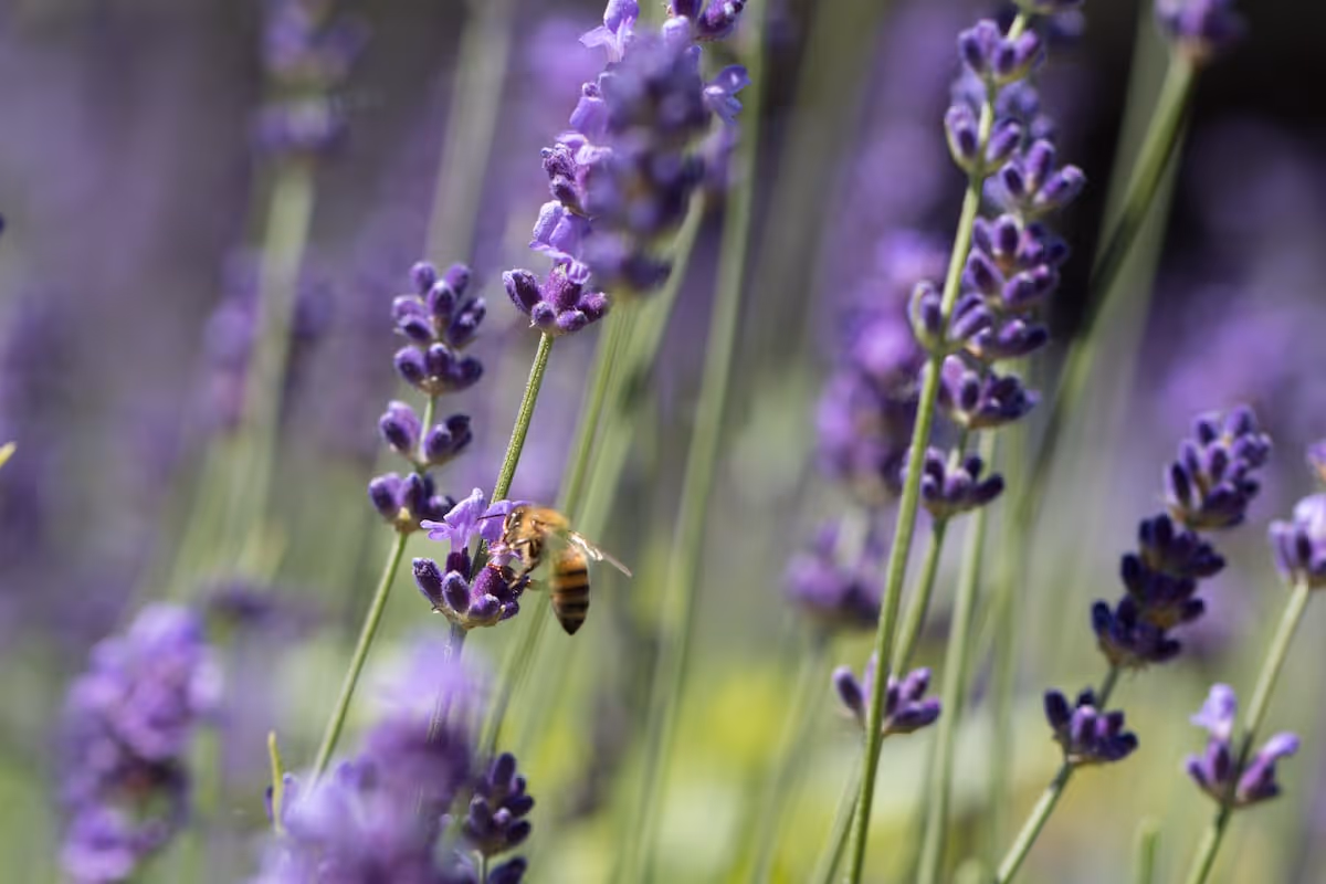 Bees and butterflies visiting garden flowers.