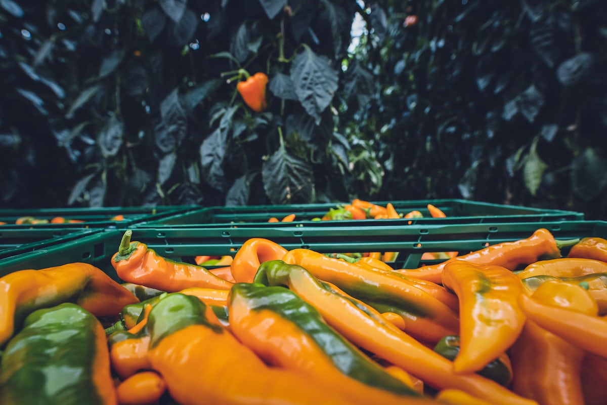 Hands harvesting fresh vegetables from a garden.