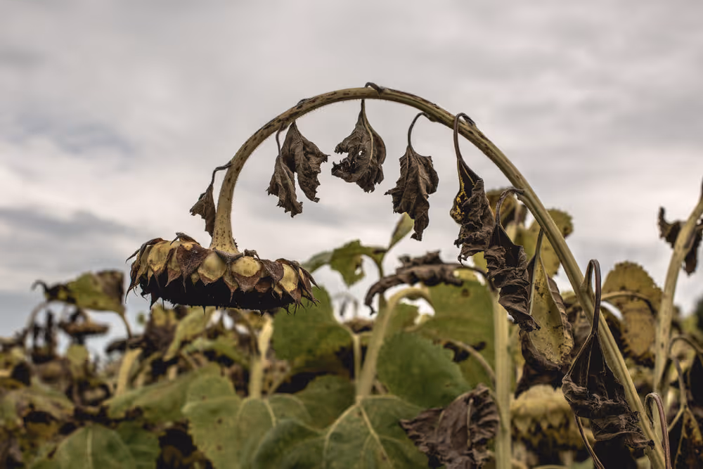Wilted, brown vegetable plants indicating plant death.