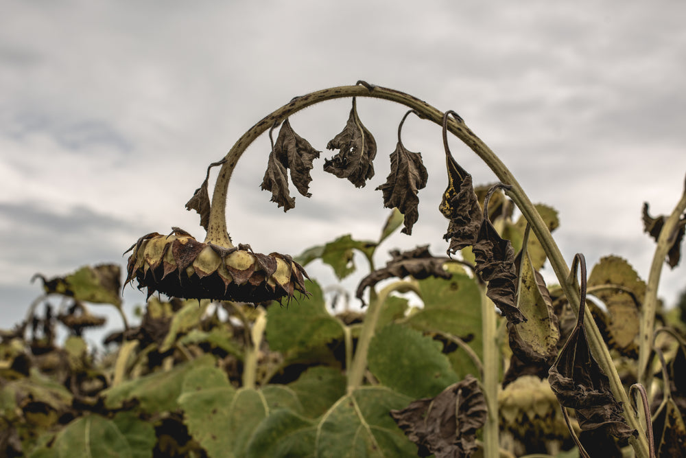 Wilted, brown vegetable plants indicating plant death.