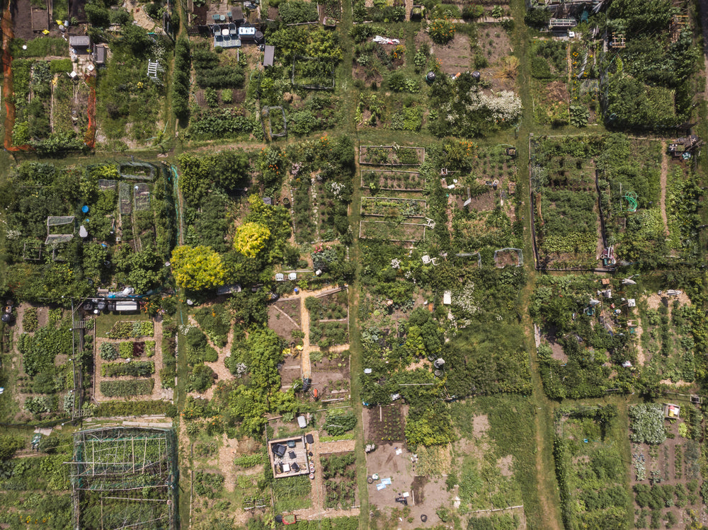 Person removing weeds from a vegetable garden.