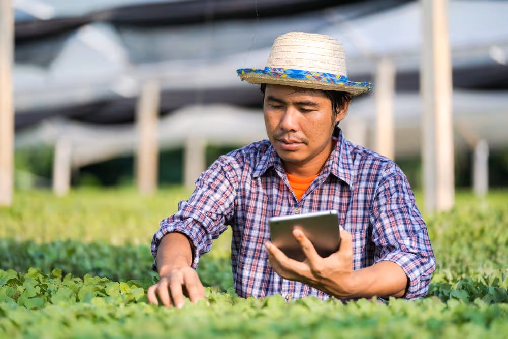 Person using a gardening app on a smartphone in a vegetable garden.