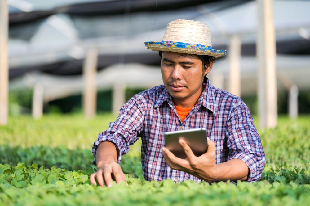 Person using a gardening app on a smartphone in a vegetable garden.