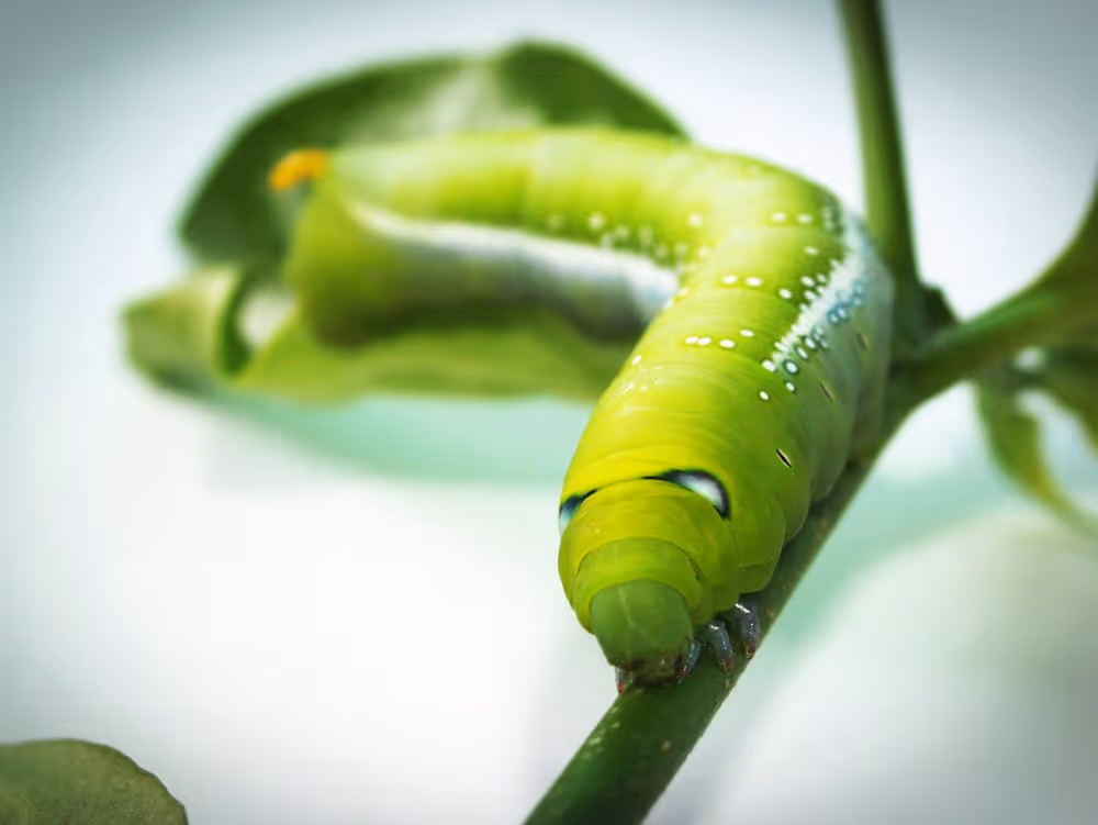 Gardener inspecting plants for pests.