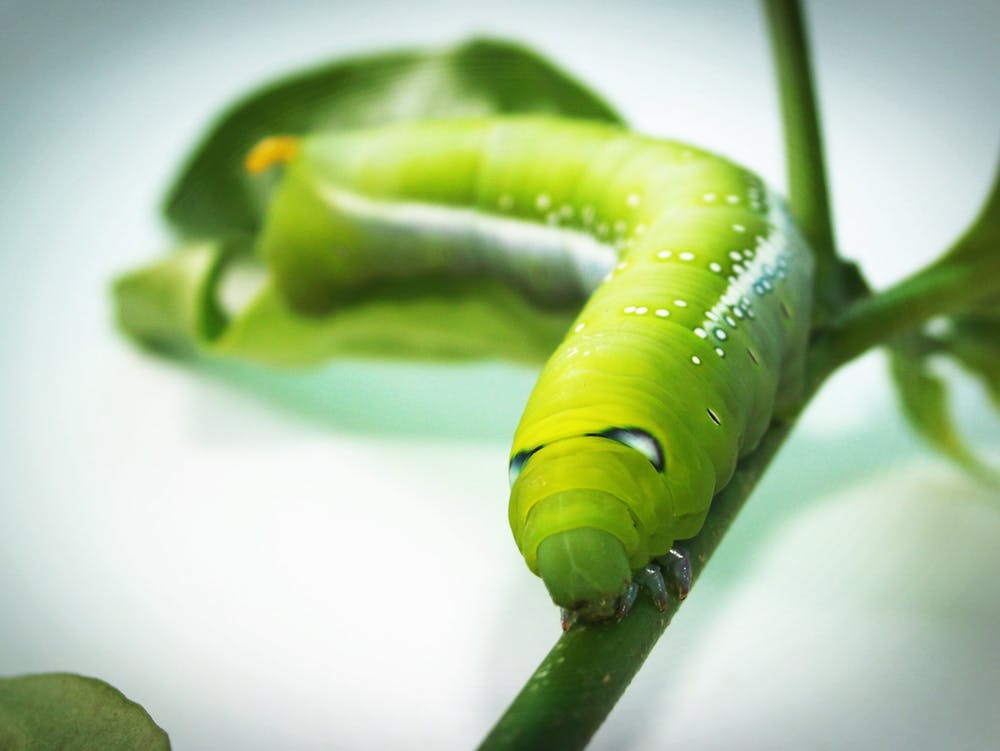 Gardener inspecting plants for pests.
