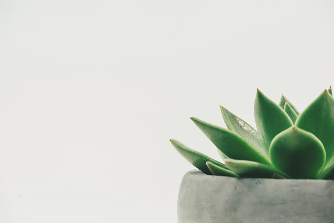 Plants growing together in a guild arrangement.