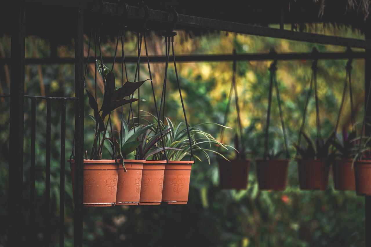 Plants growing inside a greenhouse.