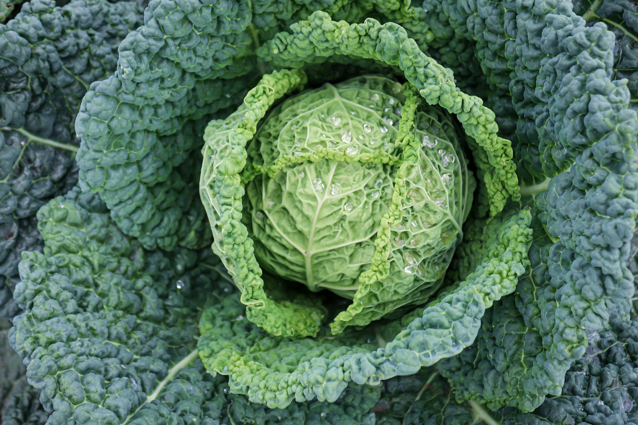 Fresh vegetables growing in a backyard garden.