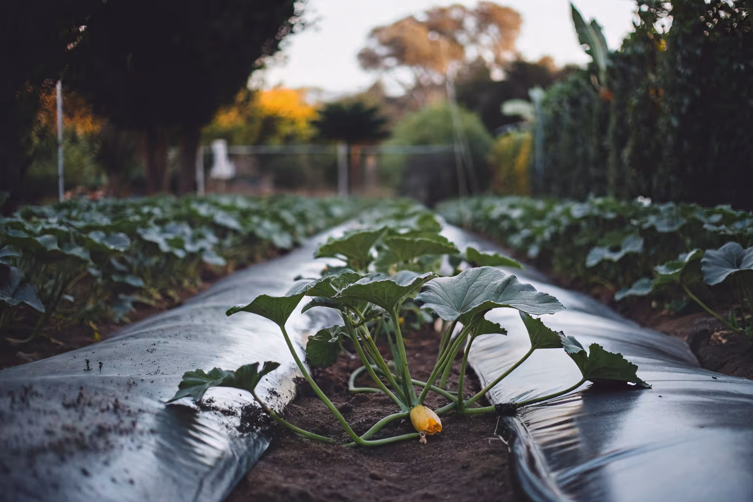 From experience, spaghetti squash thrives best with consistent moisture, fertile soil and full-sun exposure.