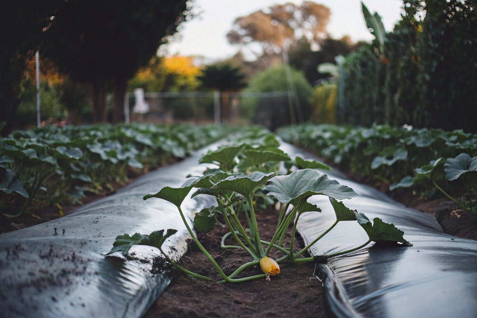 From experience, spaghetti squash thrives best with consistent moisture, fertile soil and full-sun exposure.