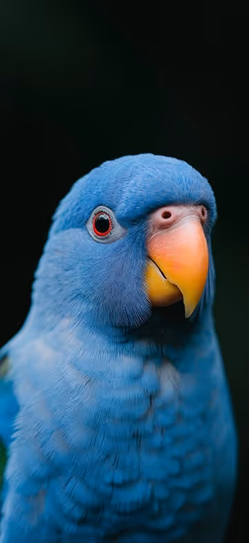 parrot wallpaper from the Thematica wallpaper app
