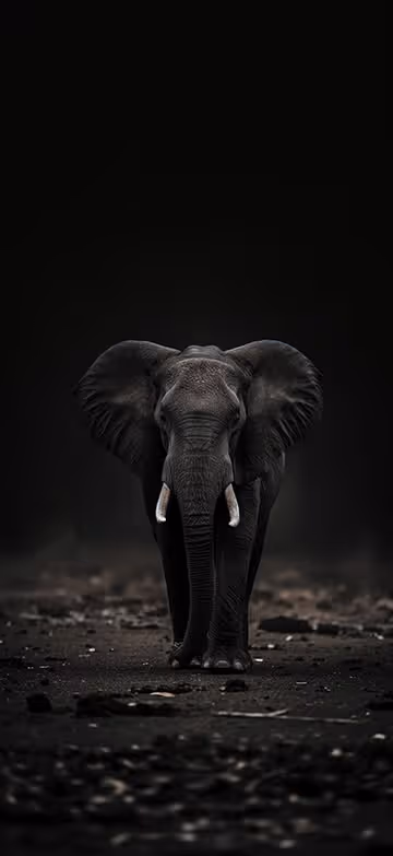 elephant wallpaper from the Thematica wallpaper app