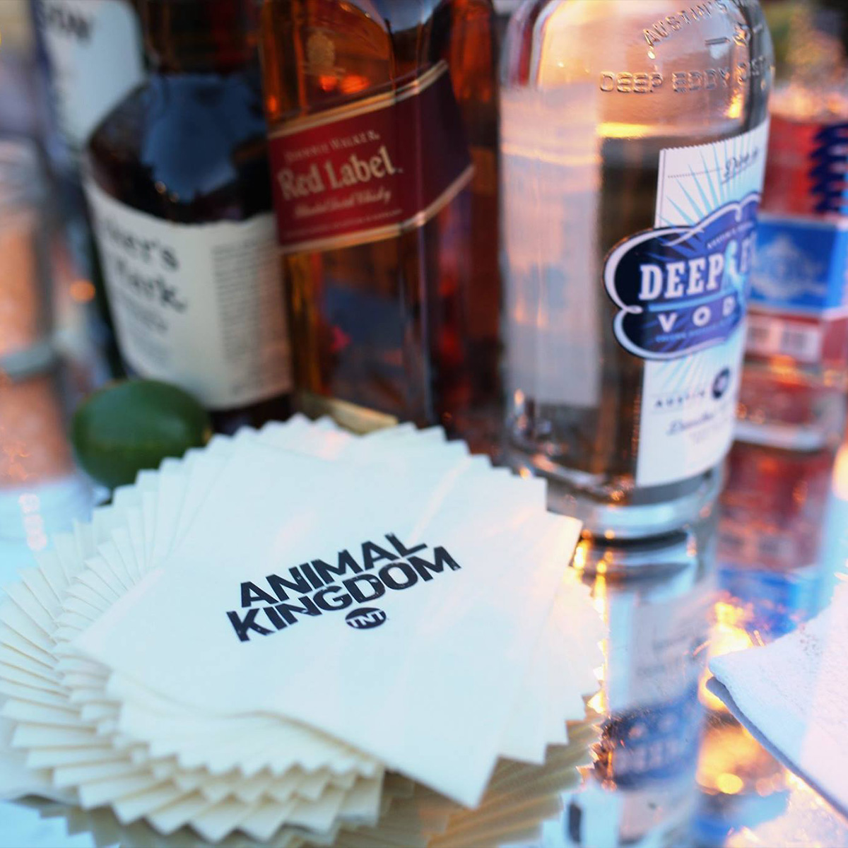 TNT Animal Kingdom project photo 3