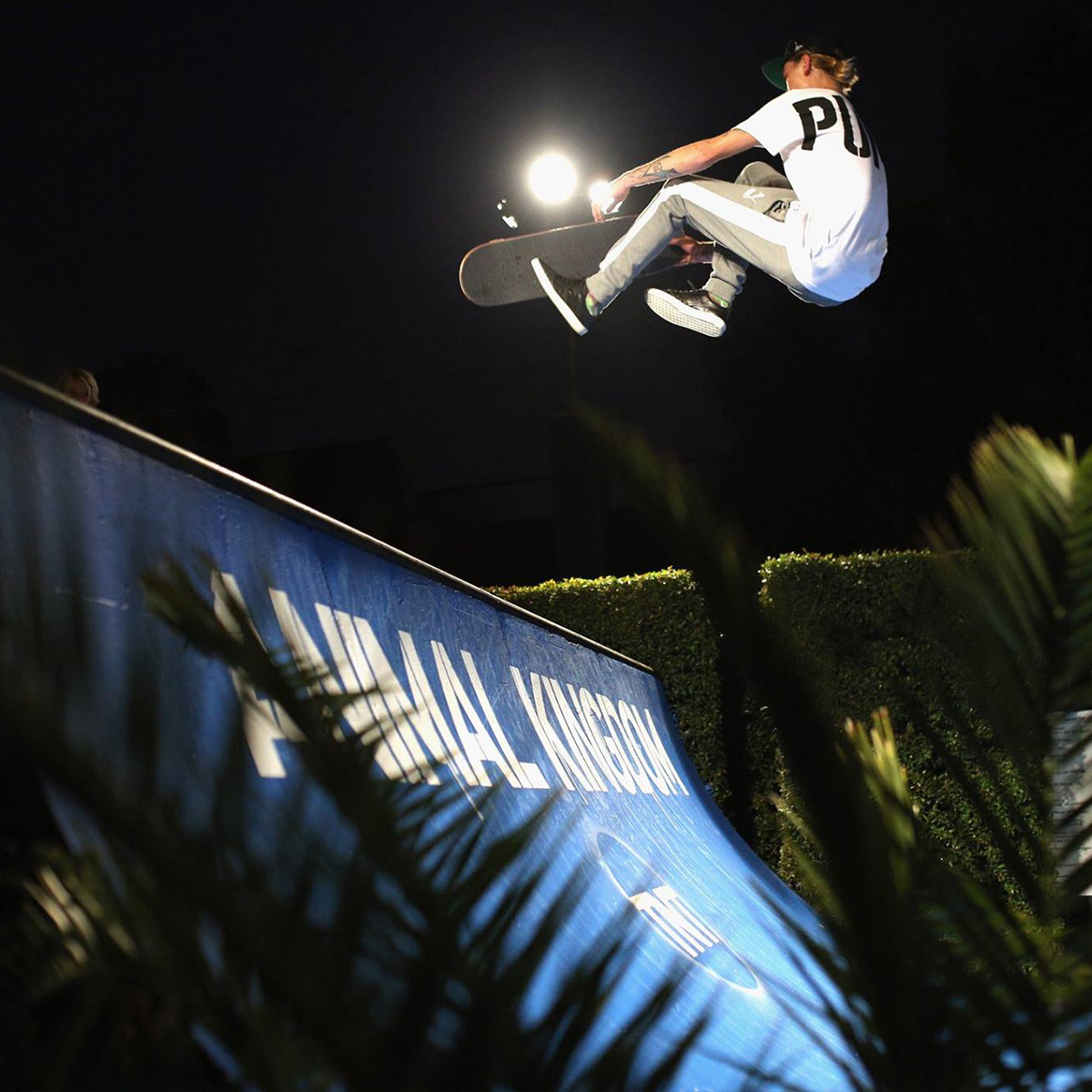 TNT Animal Kingdom project photo 4