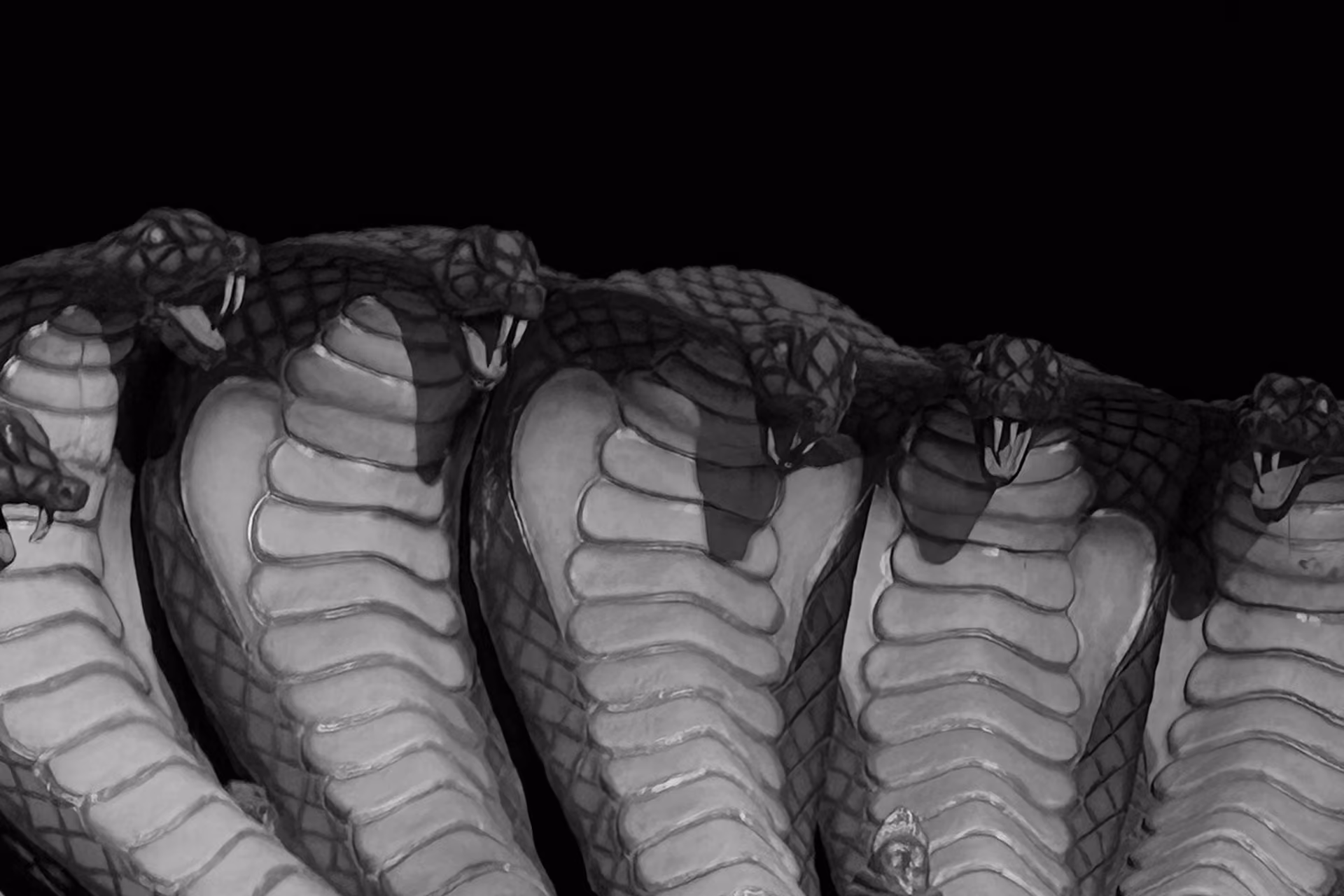 Black and white image showing multiple cobra heads in a row.