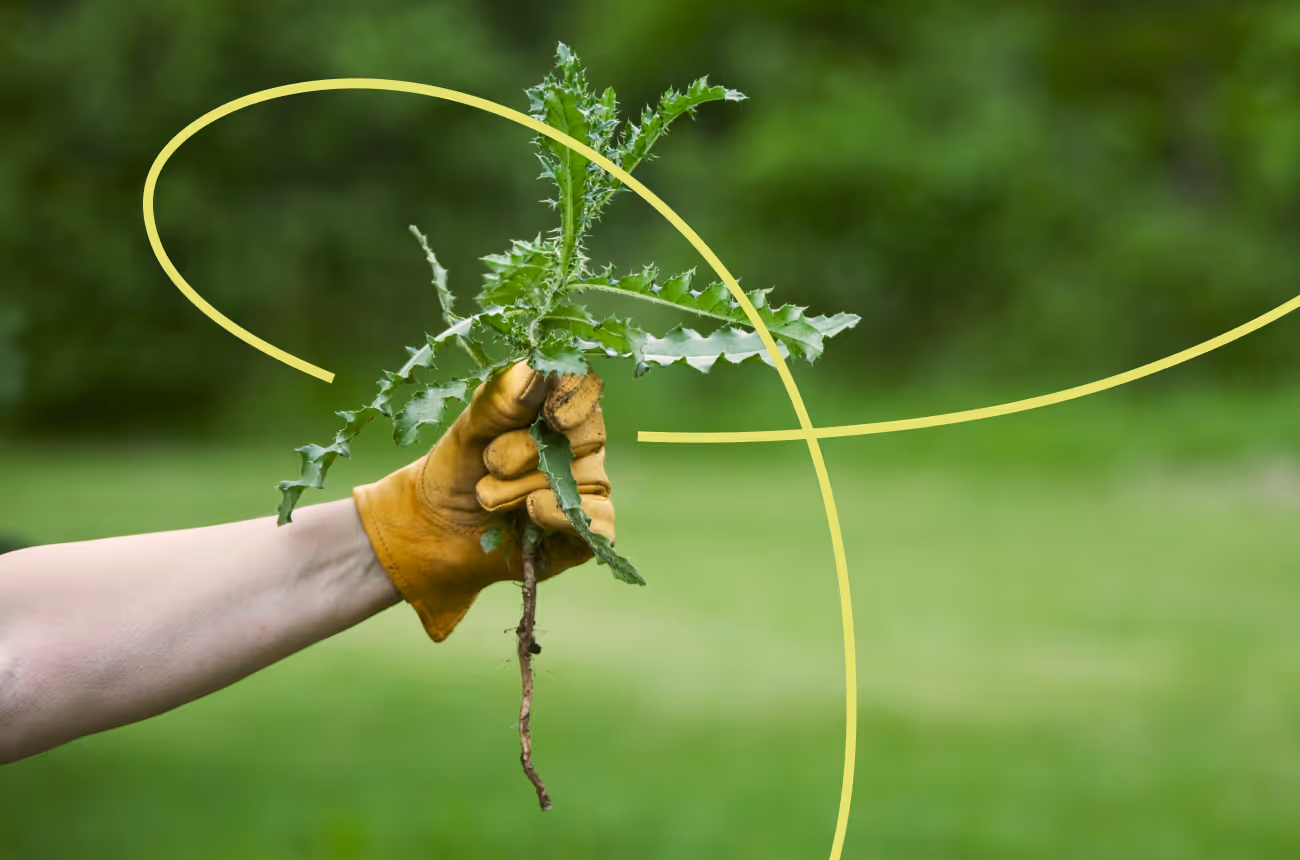 person with yellow gloves holding weeds pulled from the ground 