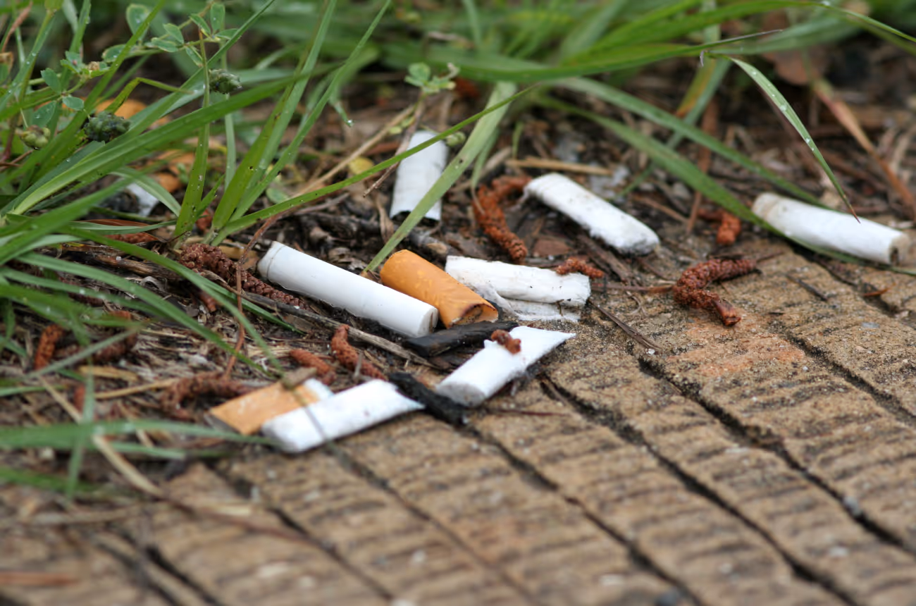 used cigarettes disposed of on the ground and sitting on a pathway