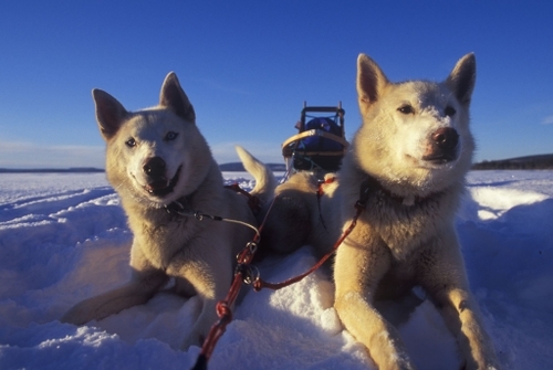 Tromsø Outdoor recommendations for your dog sledding tour