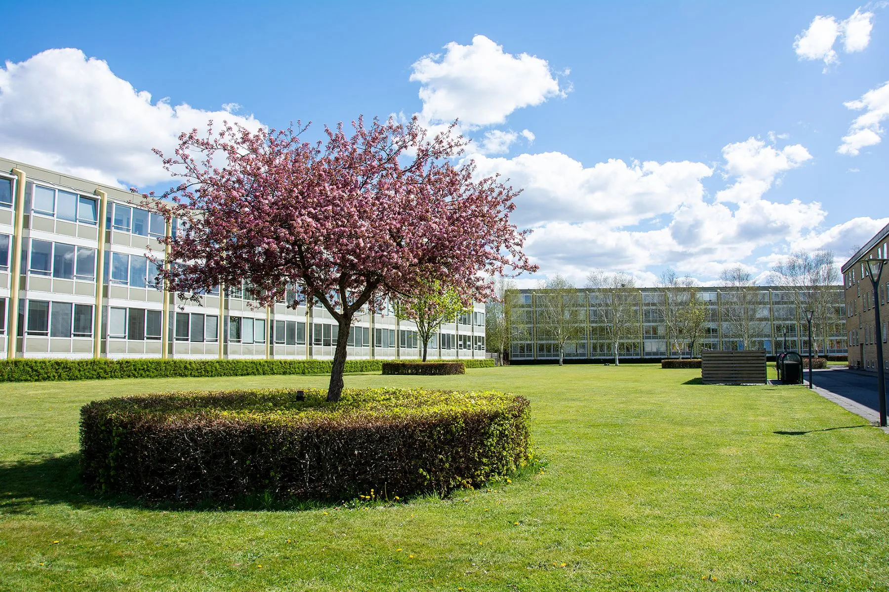 Lyserødt træ i solskin i Holmparken Herning