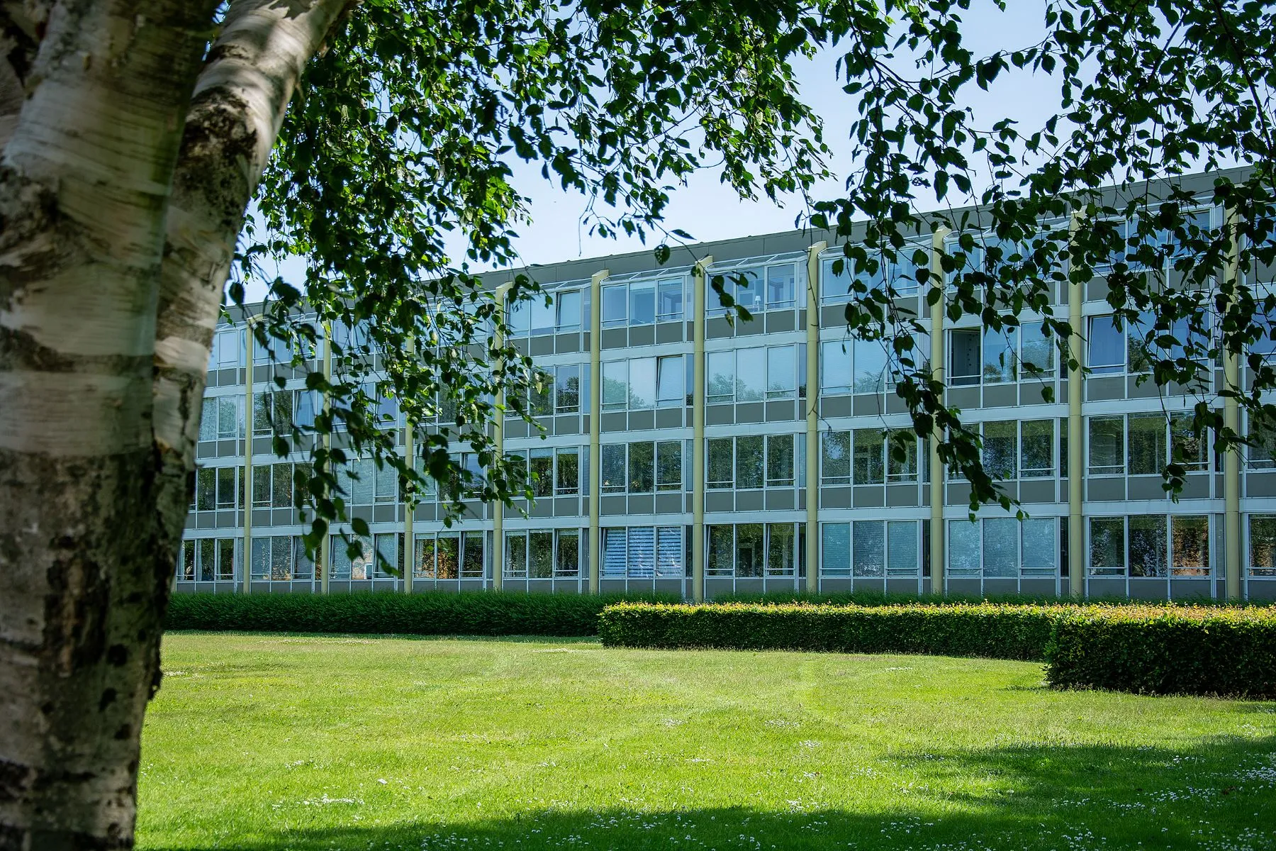 Parken i Holmparken Herning ses gennem et birketræ
