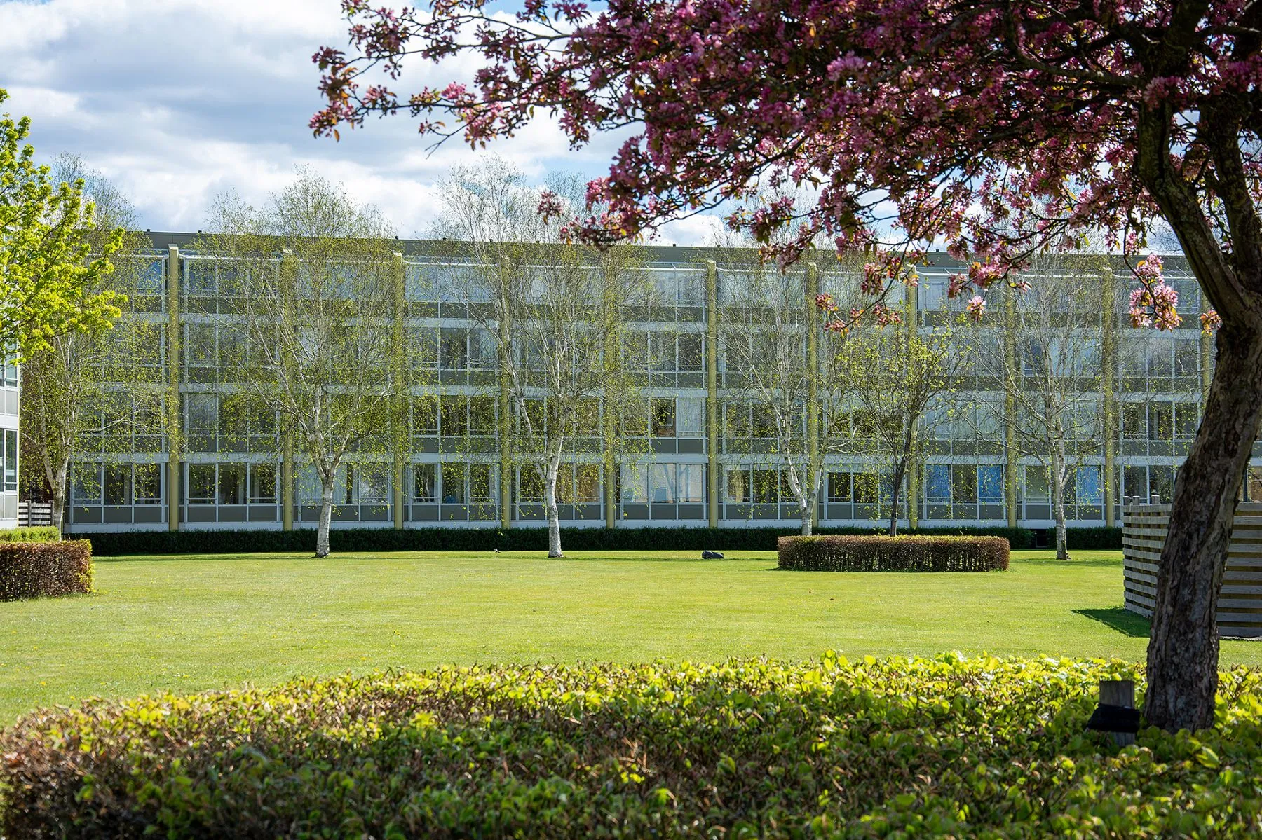Holmparken i Herning ses gennem et lyserødt træ