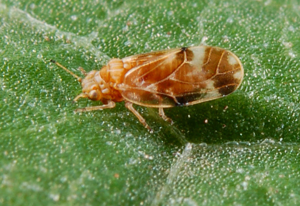 Aphalara itadori on a leaf