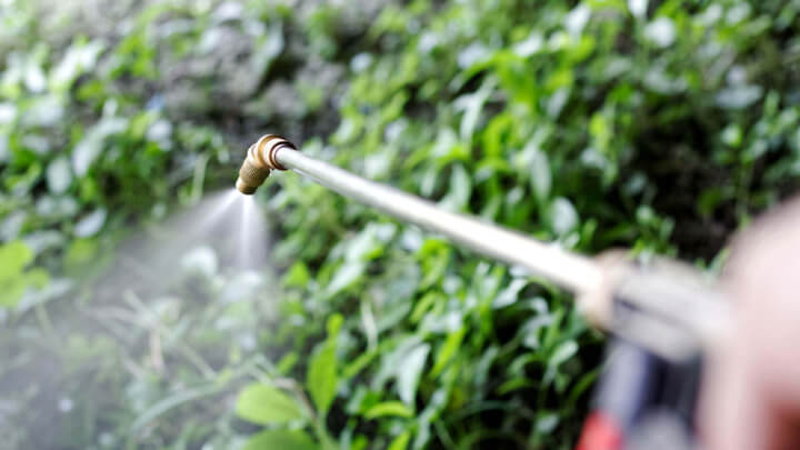 Spraying herbicide onto Japanese knotweed