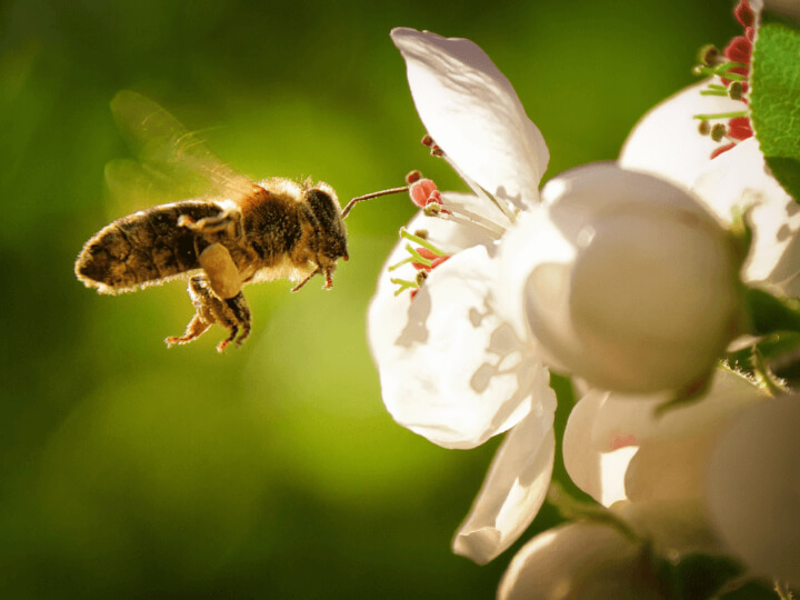 Bee on a white flower