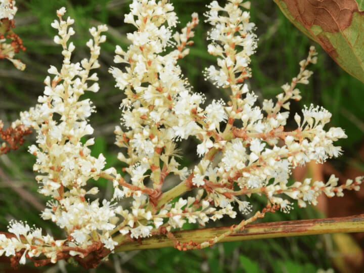 Japanese knotweed flowers