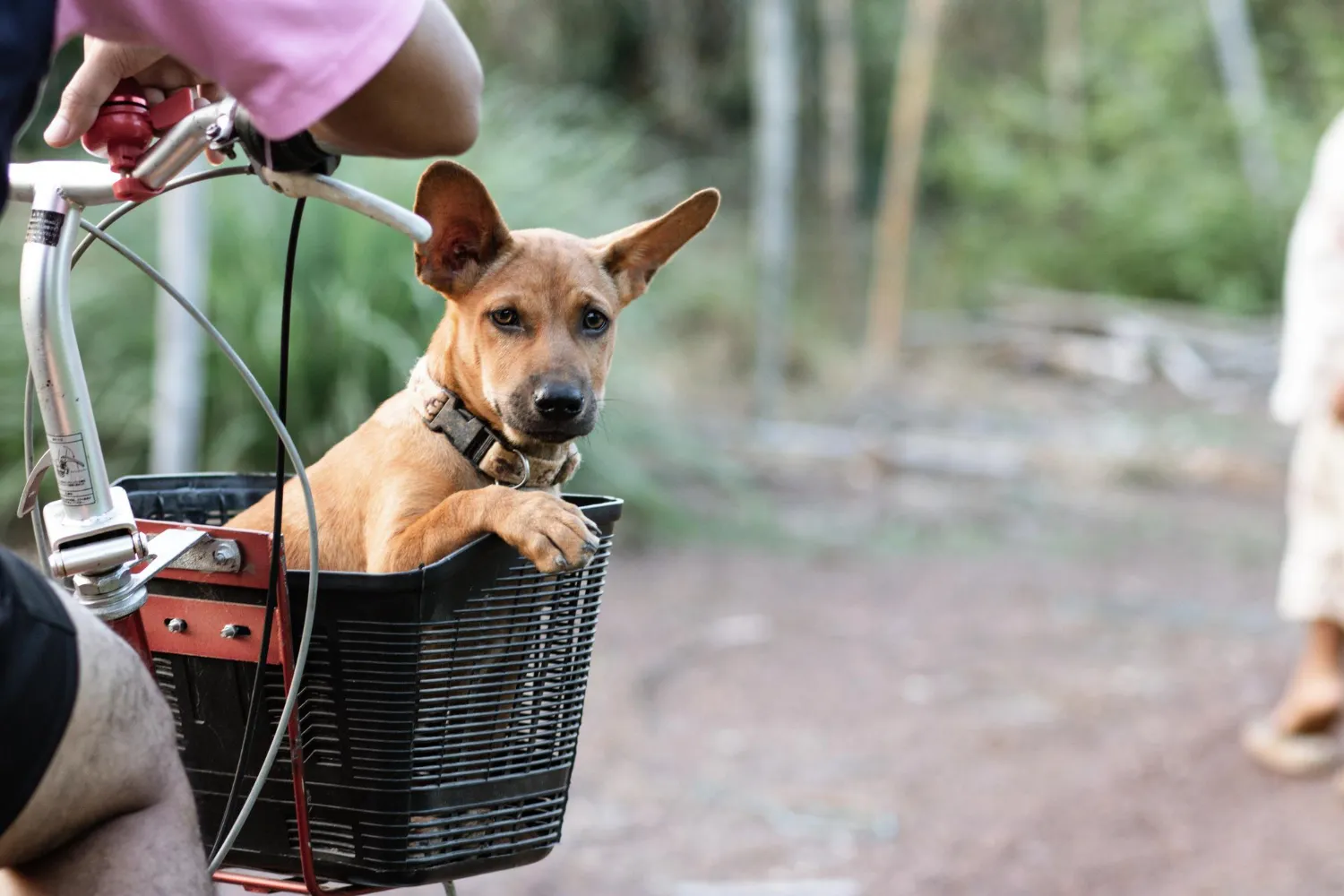 Perro marrón asomando en una cesta de bicicleta, mientras su dueño sostiene el manillar en un entorno natural.