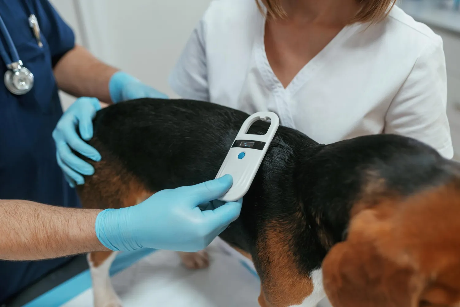Veterinario escaneando el microchip de un perro con un dispositivo en un entorno clínico.