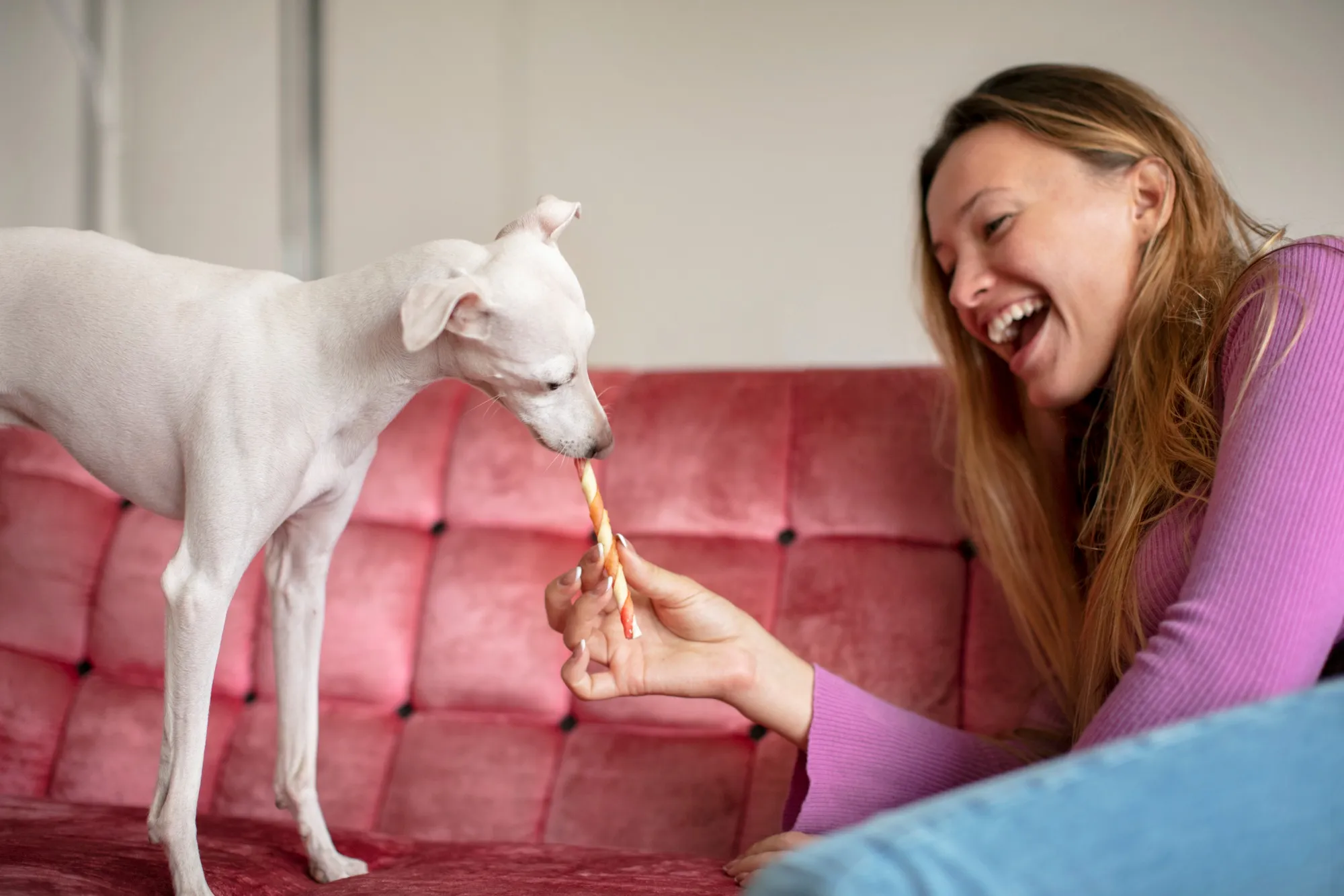 Mujer sonriente juega con un perro pequeño mientras le ofrece un snack en un sofá rosa.