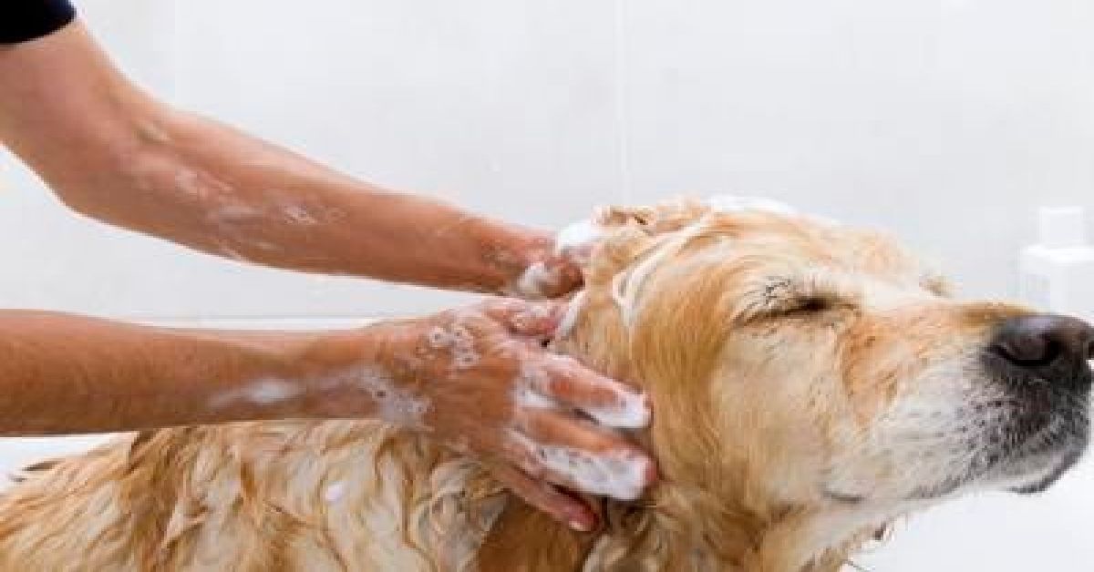 How Often Should You Bathe Your Labrador? Bathing Tips For Owners