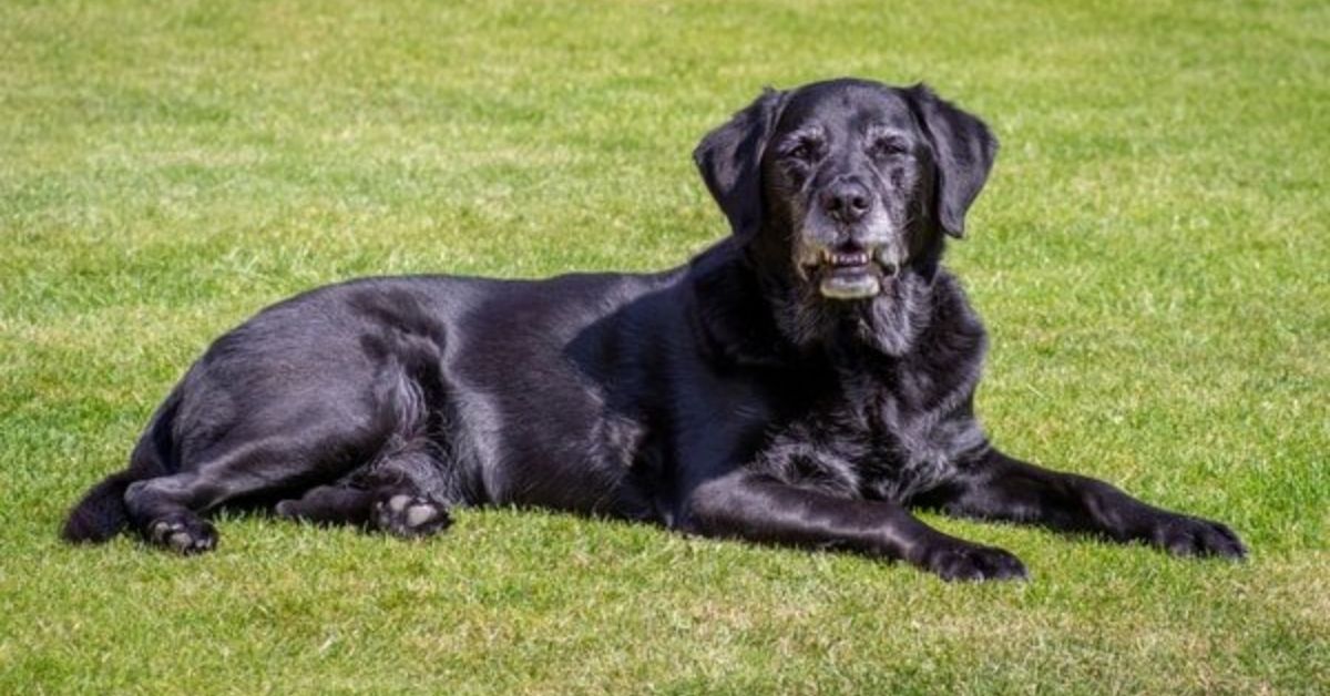 Old Labrado Can You Train An Older Labrador? Yes, But It's Different